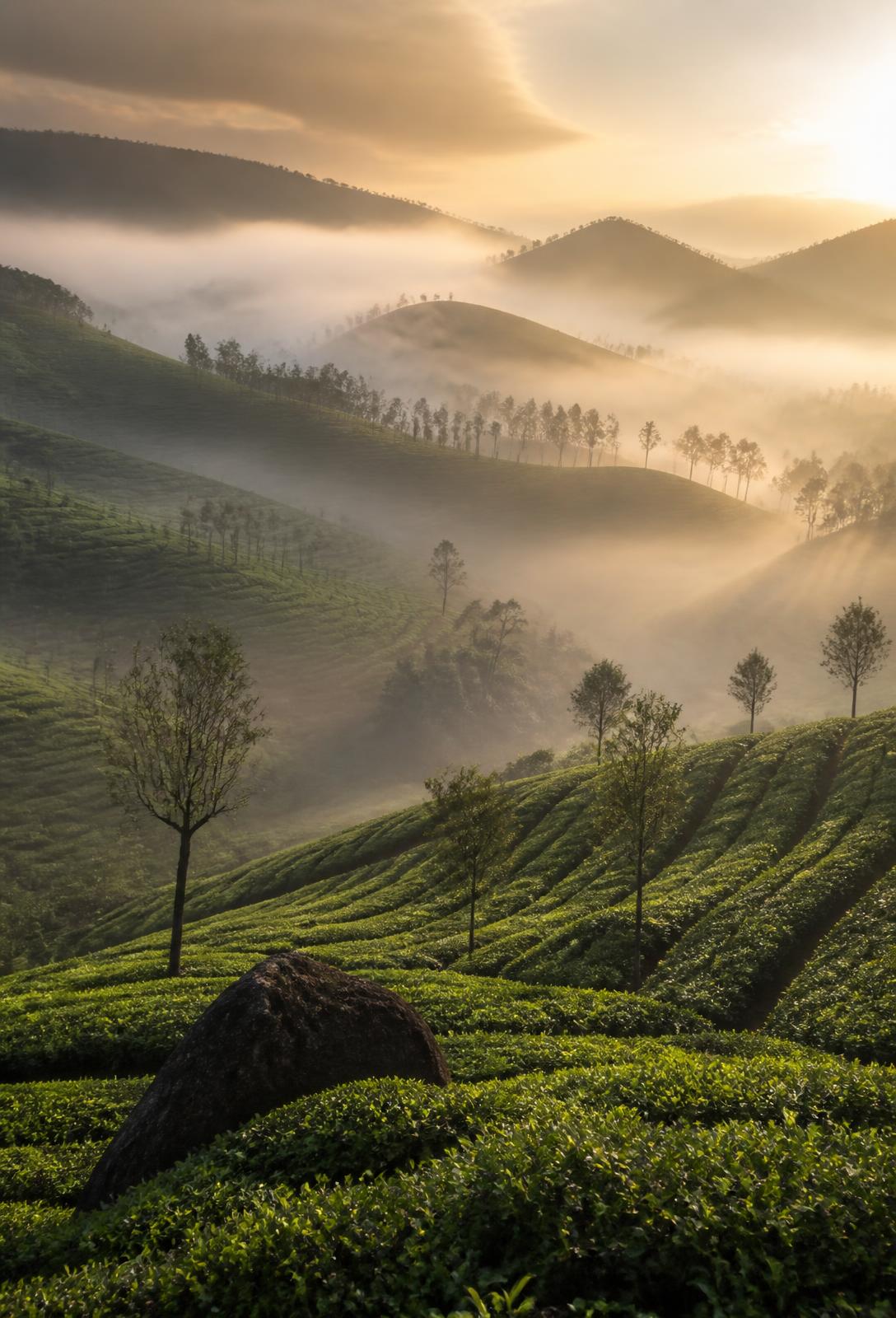 Mist drifting over the tea hills of Munnar, Kerala at sunrise